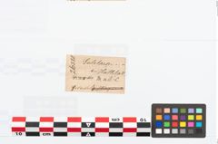 Etikett zu Bronzekugelkopfnadel (NHMW-PRAE-026580)